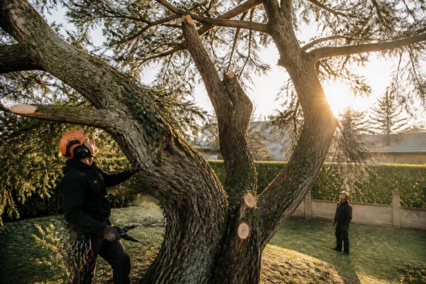 Comment reconnaître un arbre malade ou dangereux ?