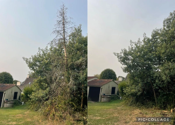 Abattage arbre Yvelines