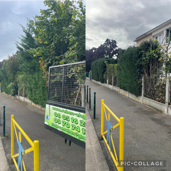 Abattage arbre Yvelines