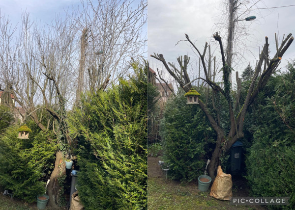 Abattage arbre Yvelines