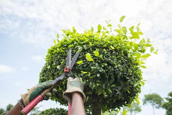 Taille de haie & d’arbres